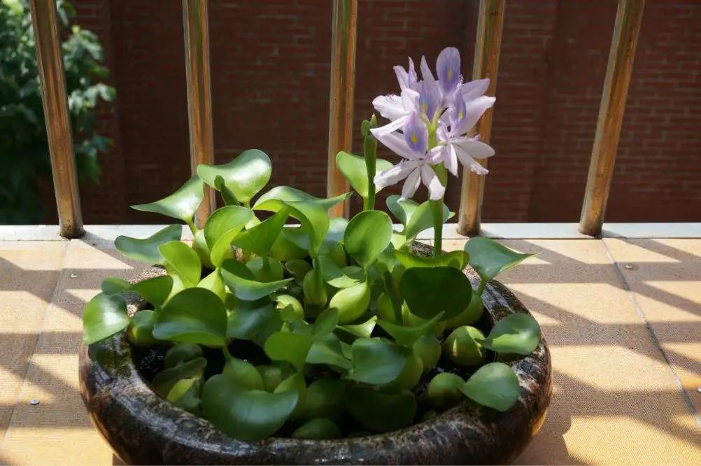 凤眼莲生长在什么环境下最好养,水养观赏小睡莲的技巧