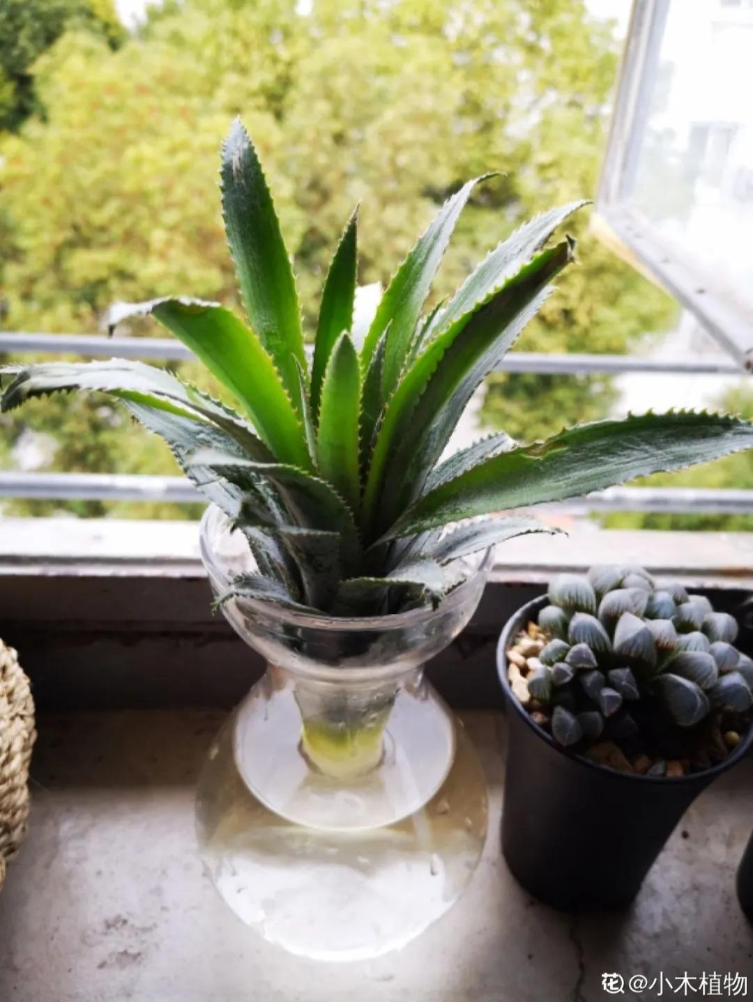 芒果核种芒果的过程,菠萝芒果核种植视频