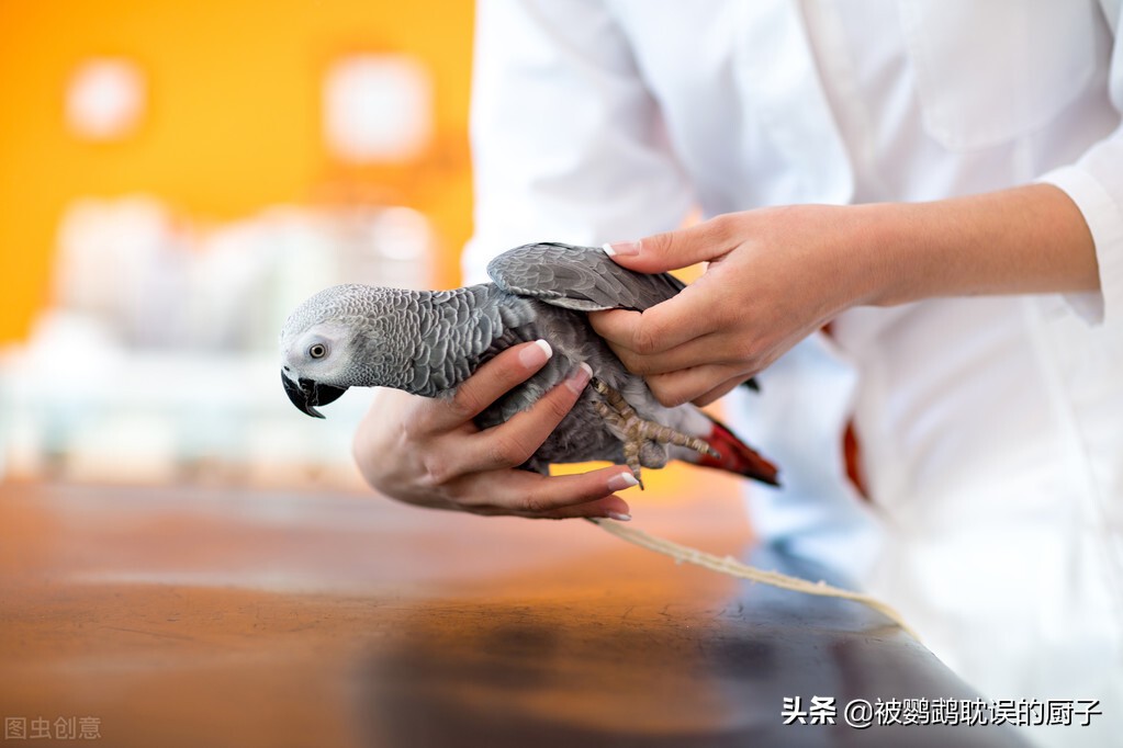 模仿人语世界闻名的鹦鹉，非洲灰鹦鹉性价比最高，你对它了解吗？