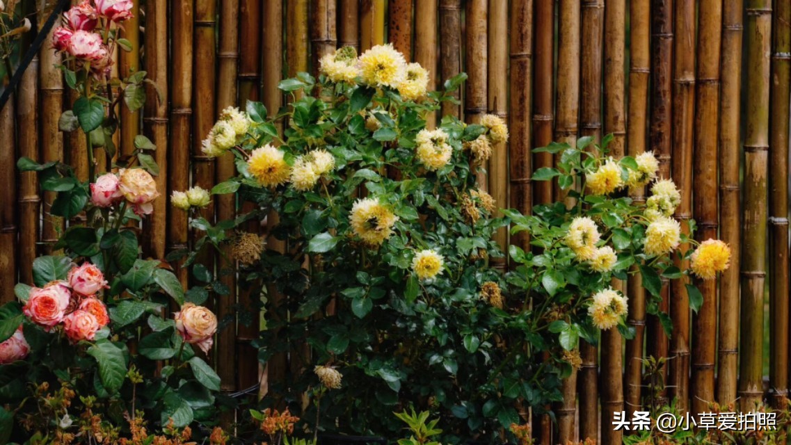 威海十一月羊亭公园,推荐一个好地方威海羊亭公园