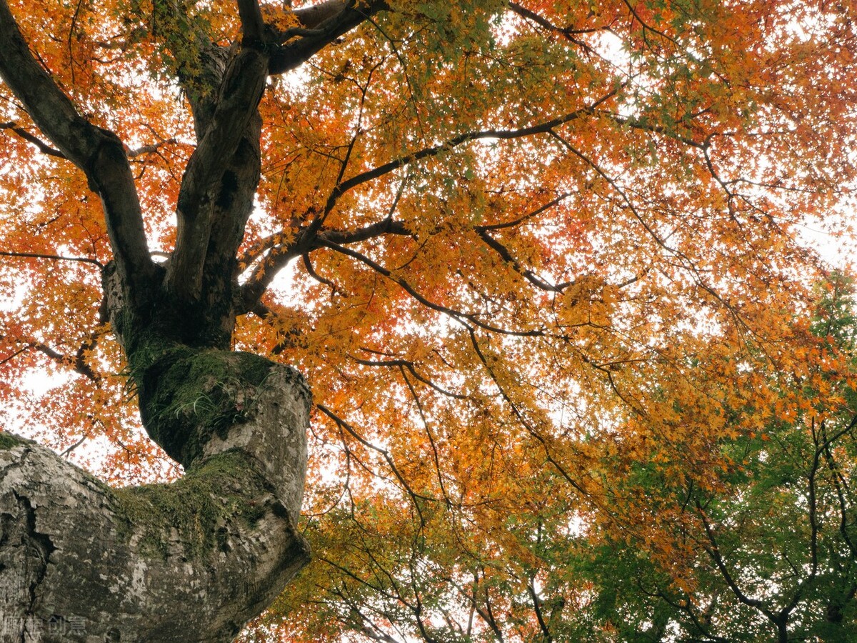 酒吧女老板需要什么心理素质,酒吧女老板性格