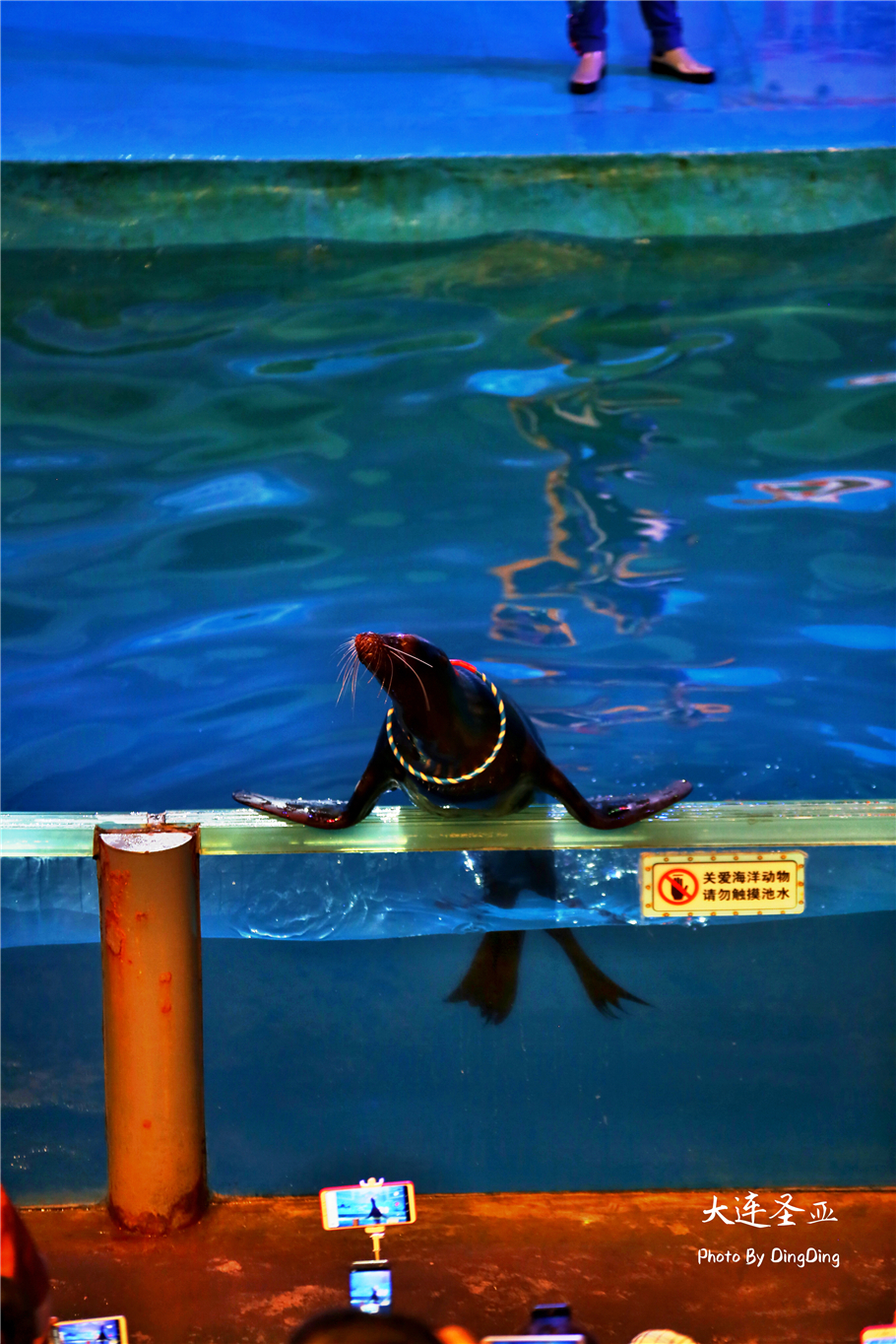 北方明珠活力四射的浪漫之都大连，国内最具特色的海洋世界圣亚