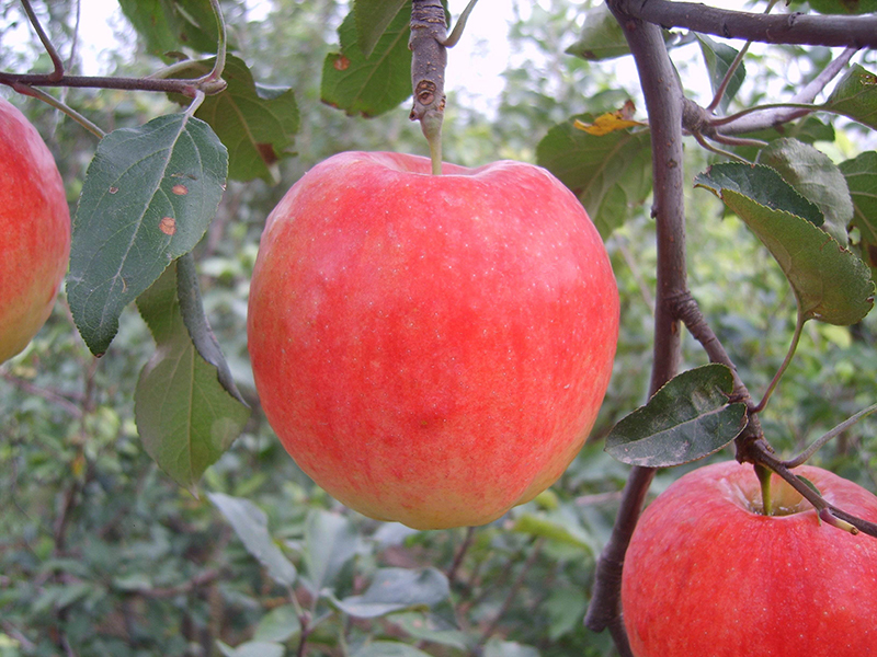 鲁丽苹果新品种,鲁丽新品种苹果苗