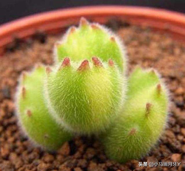 动物成语大集锦，和孩子们来场动物成语飞花令