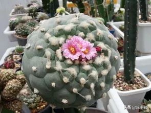 十大最贵法师多肉排行榜,玉露多肉最贵多少钱一棵