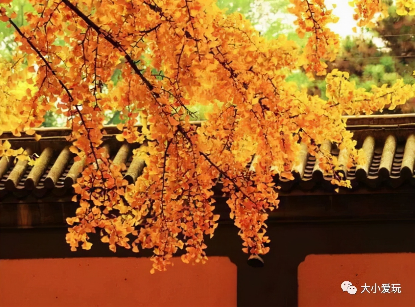 北京红螺寺银杏最佳观赏时间,北京赏银杏景区有哪些