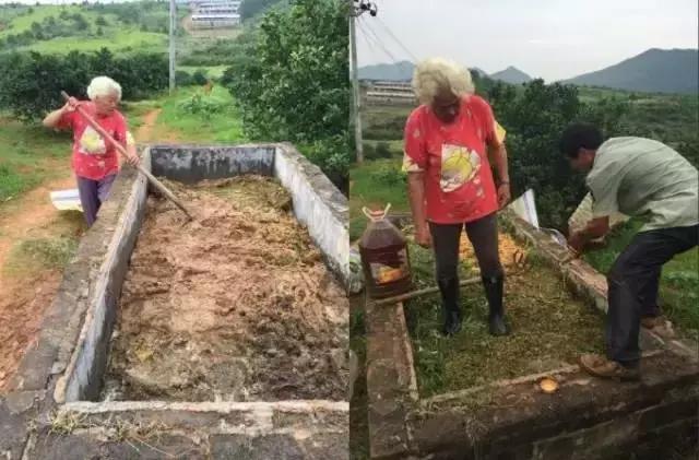 酵素肥料骗局,橙子酵素肥料