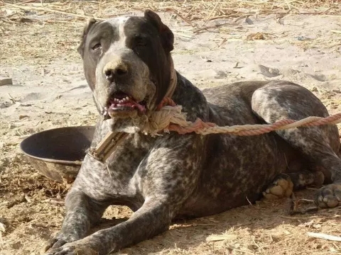 巴基斯坦库达犬多少钱一只,巴基斯坦国家赛冠军库达犬