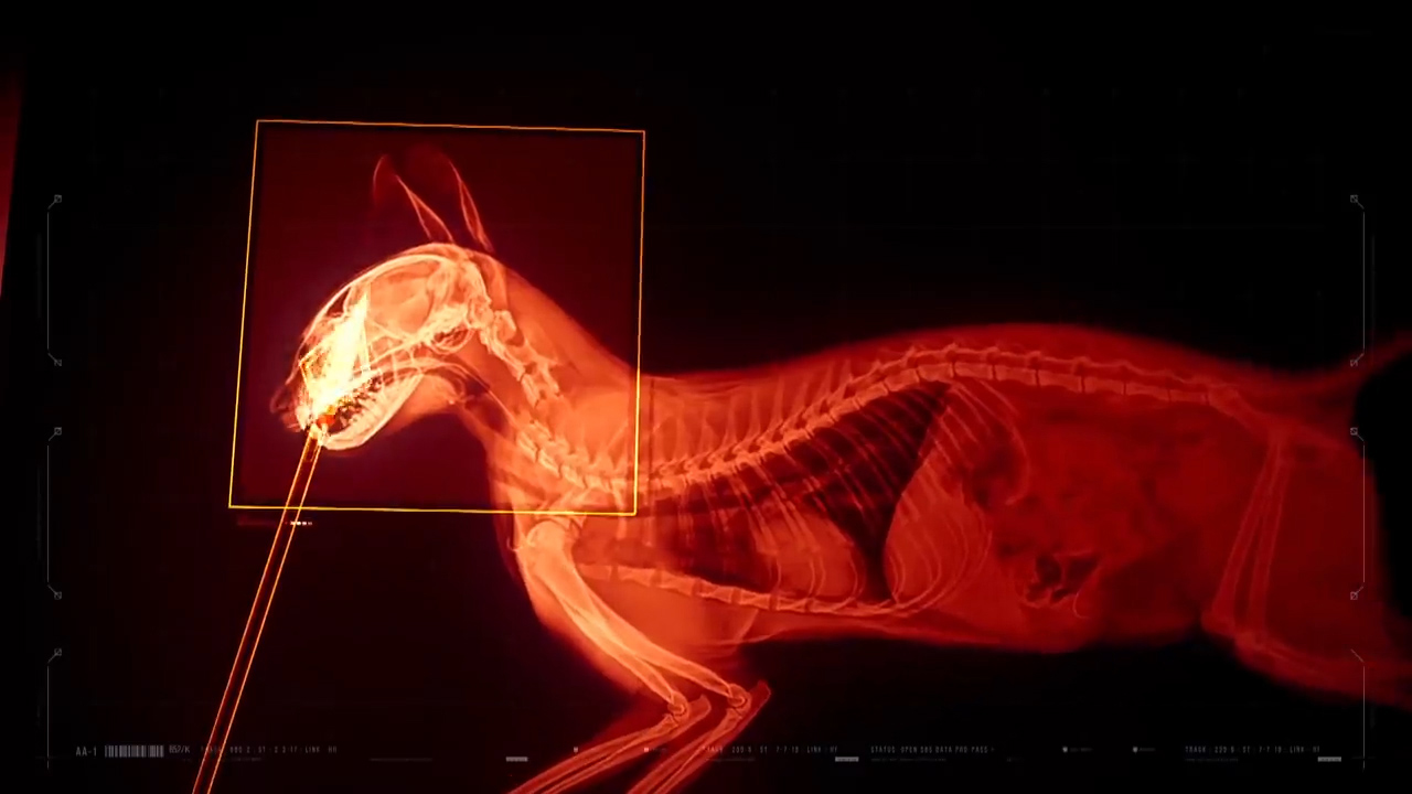 猫咪眼睛被大猫打瞎了,把猫咪当狙击枪玩视频