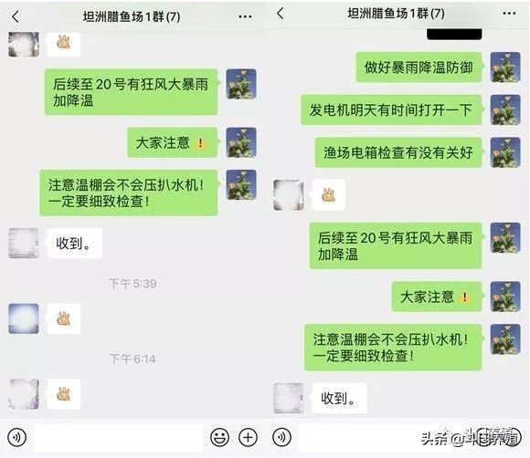 中国最大的黄鳍鲷,卖鱼发家史