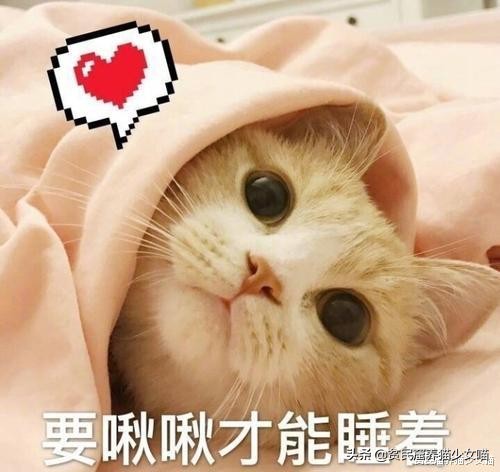 为什么不建议家养宠物猫笼养,猫咪笼养的标准是什么