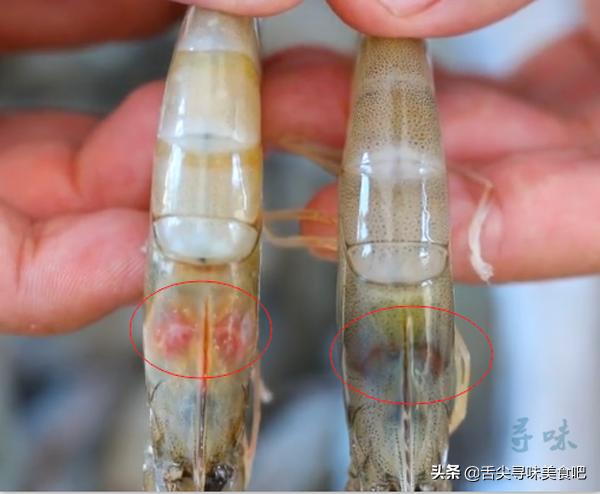 冻虾为什么不能买活虾,冻虾怎么选才是新鲜冻的