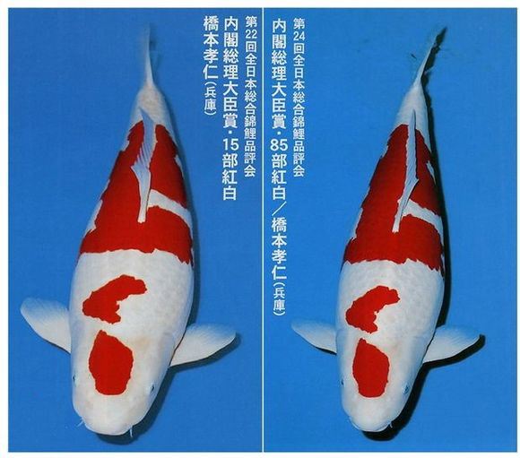 锦鲤收鳍趴缸拒食,观赏鱼锦鲤为什么沉底不游