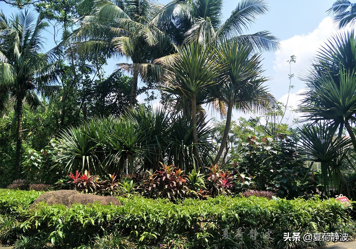 兴隆热带植物园攻略,万宁兴隆热带植物园