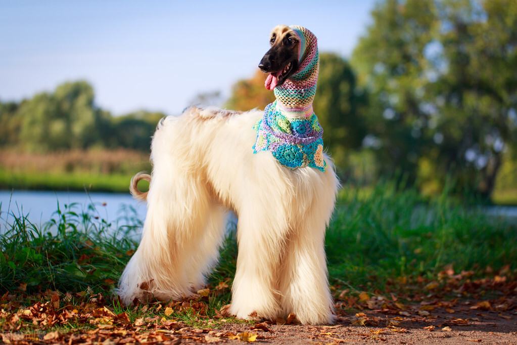 东方美犬,东方美狗狗