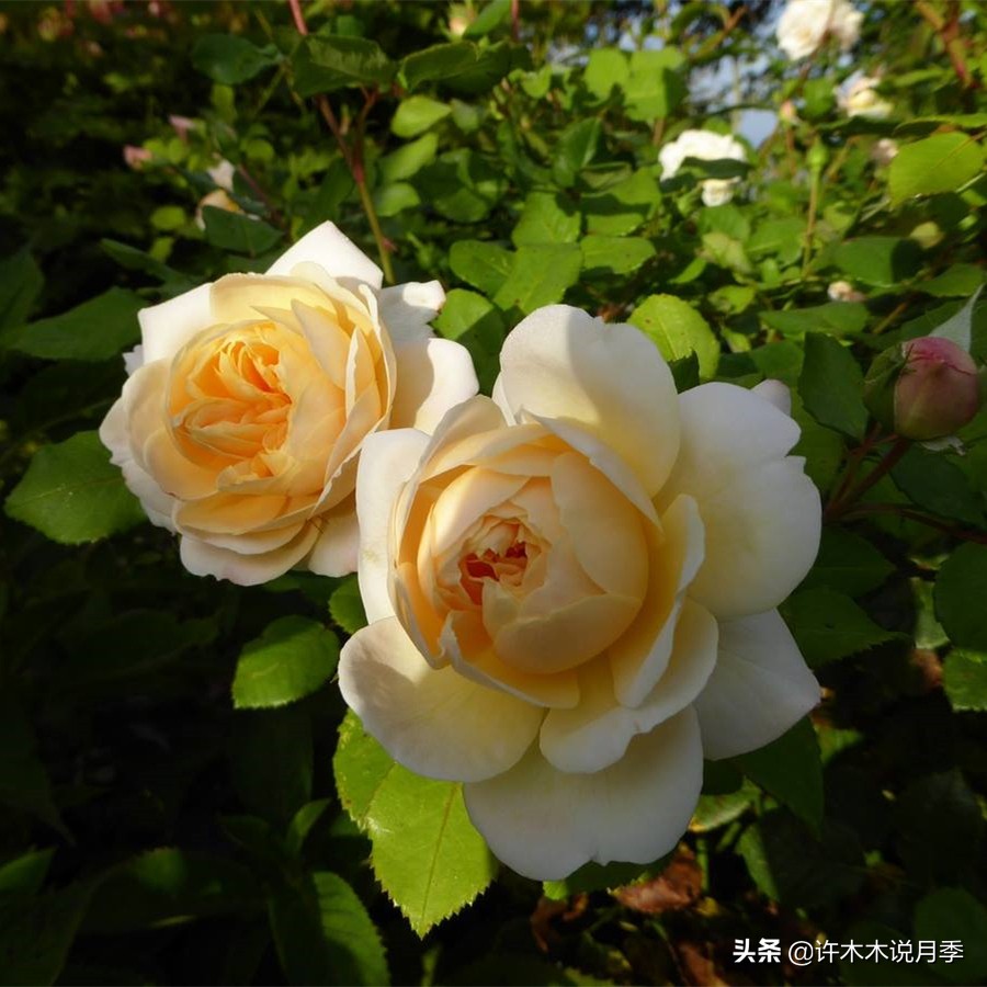 前一段时间买的月季不开花怎么办,月季不开花怎么区分开花颜色