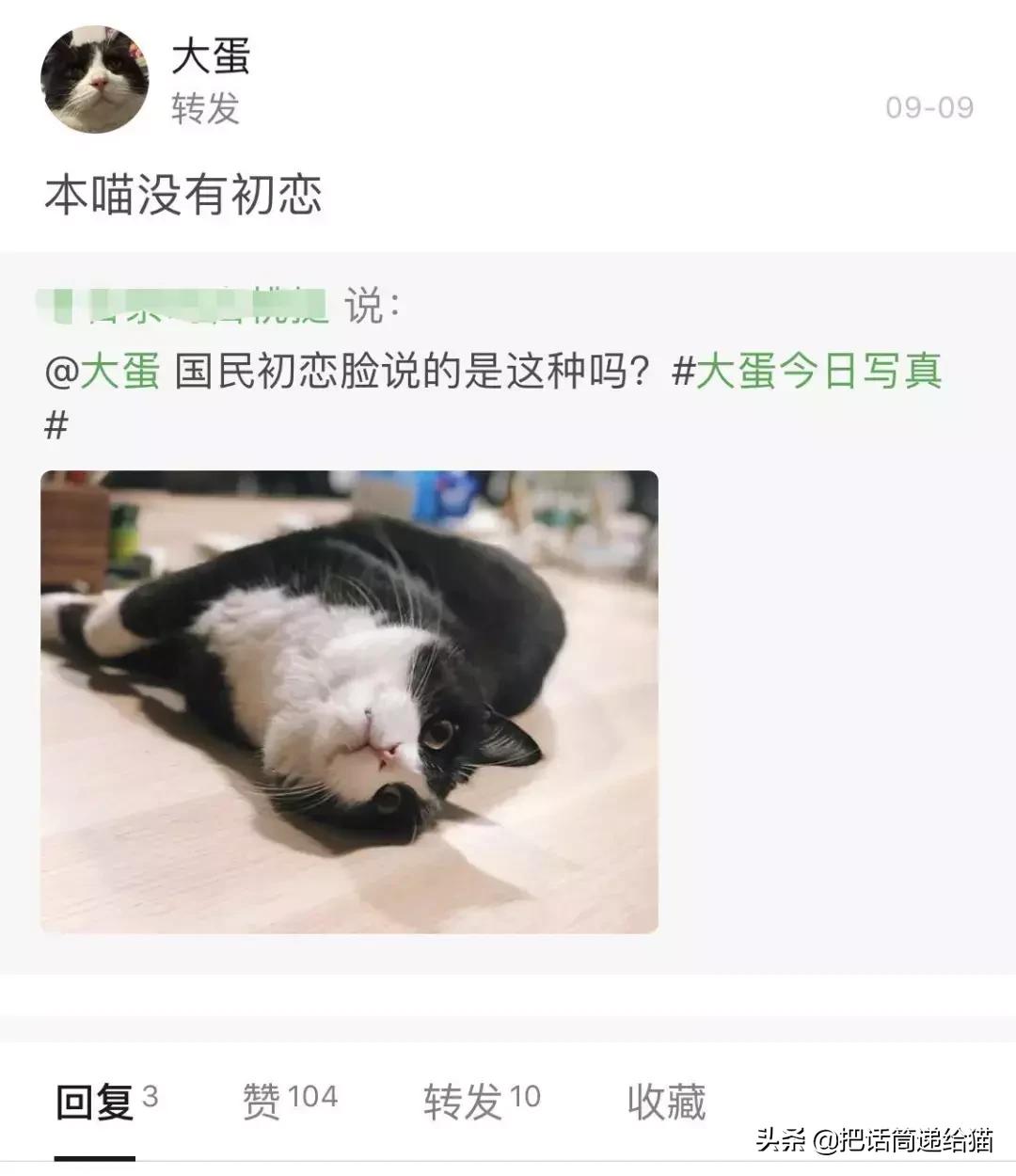 猫故事全集,猫故事小说