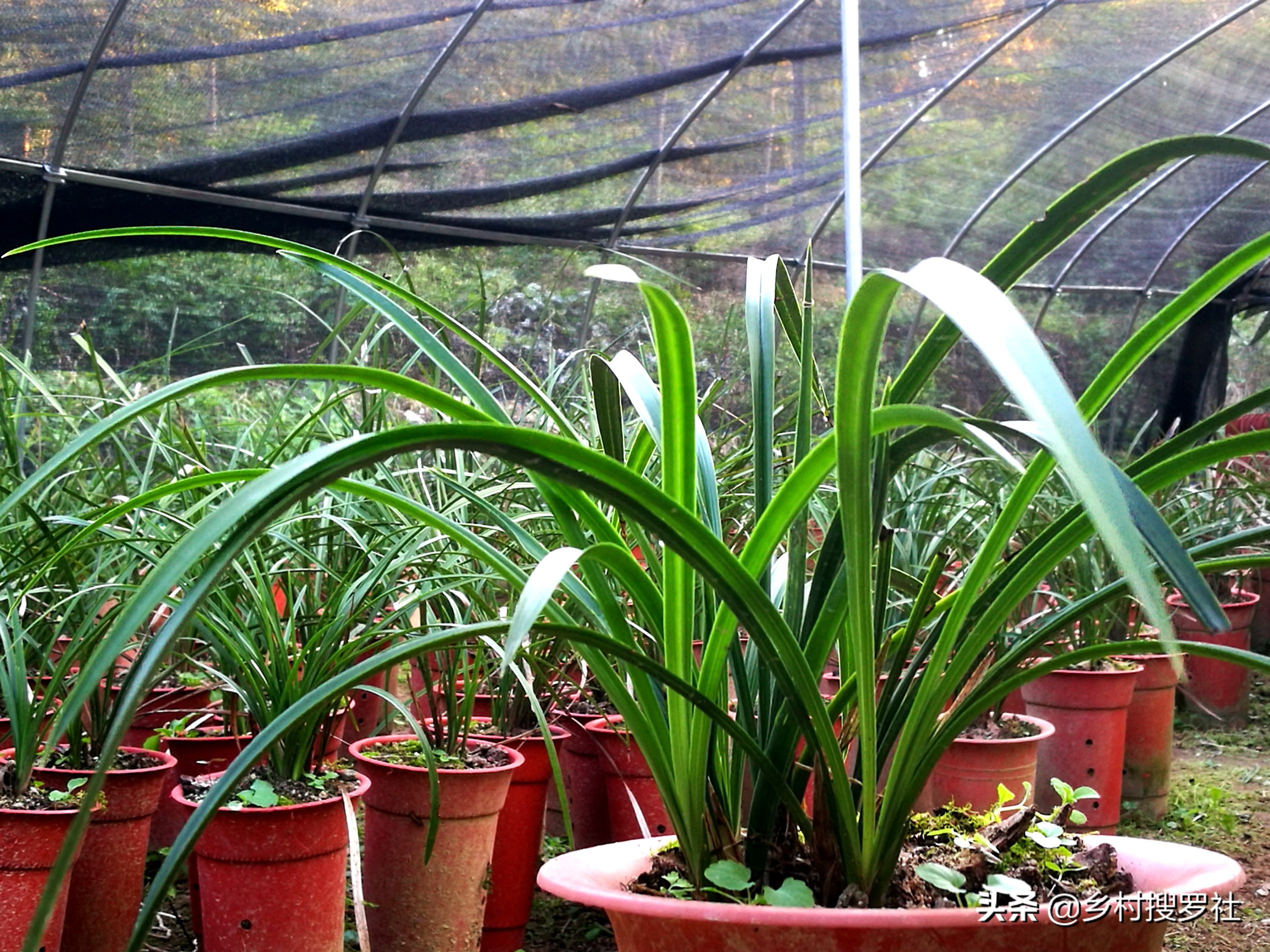 疫情期间怎样防花,买兰花如何防止被骗呢