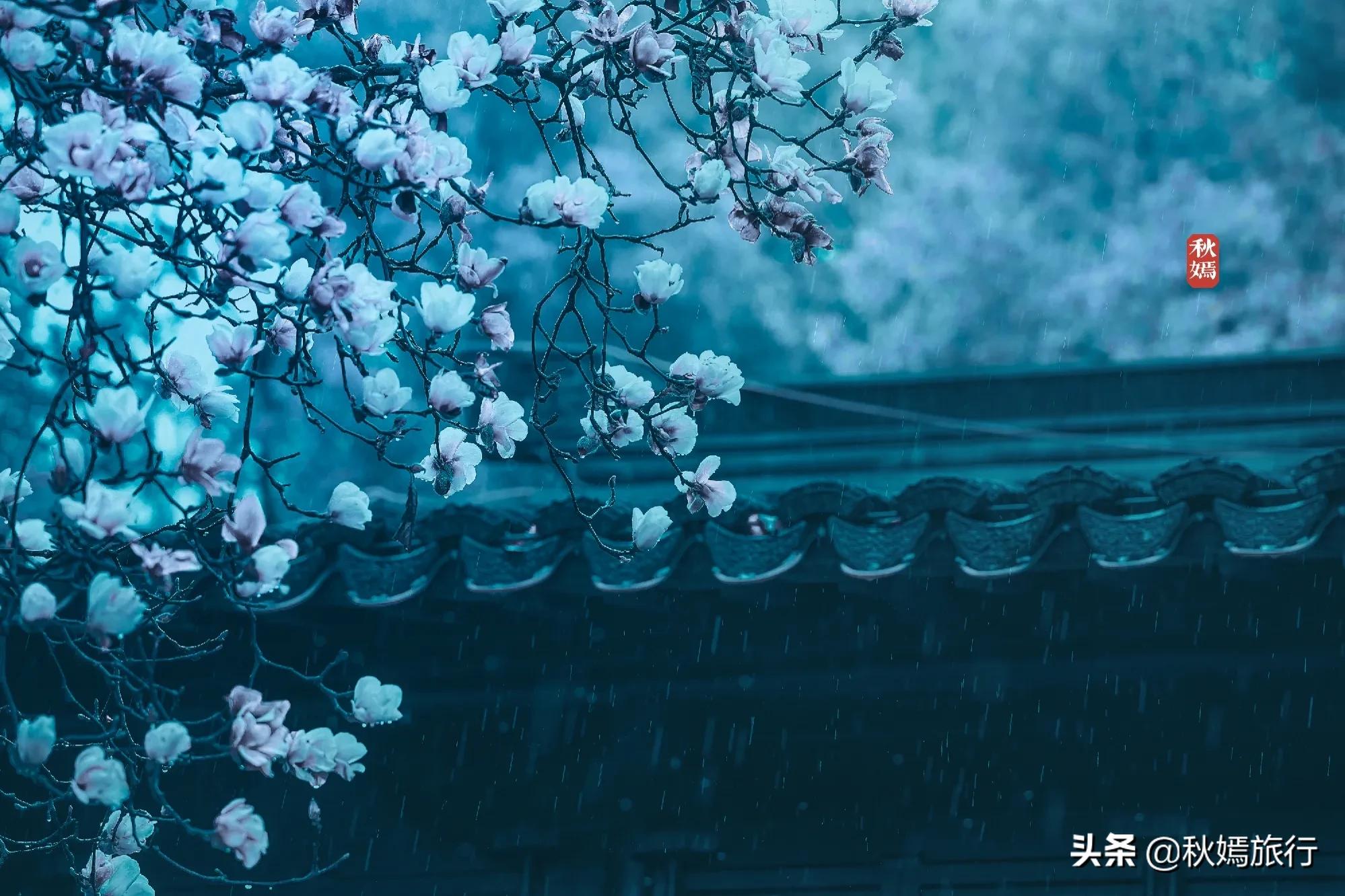 雨中赏樱别有意境,雨中赏玉兰美句