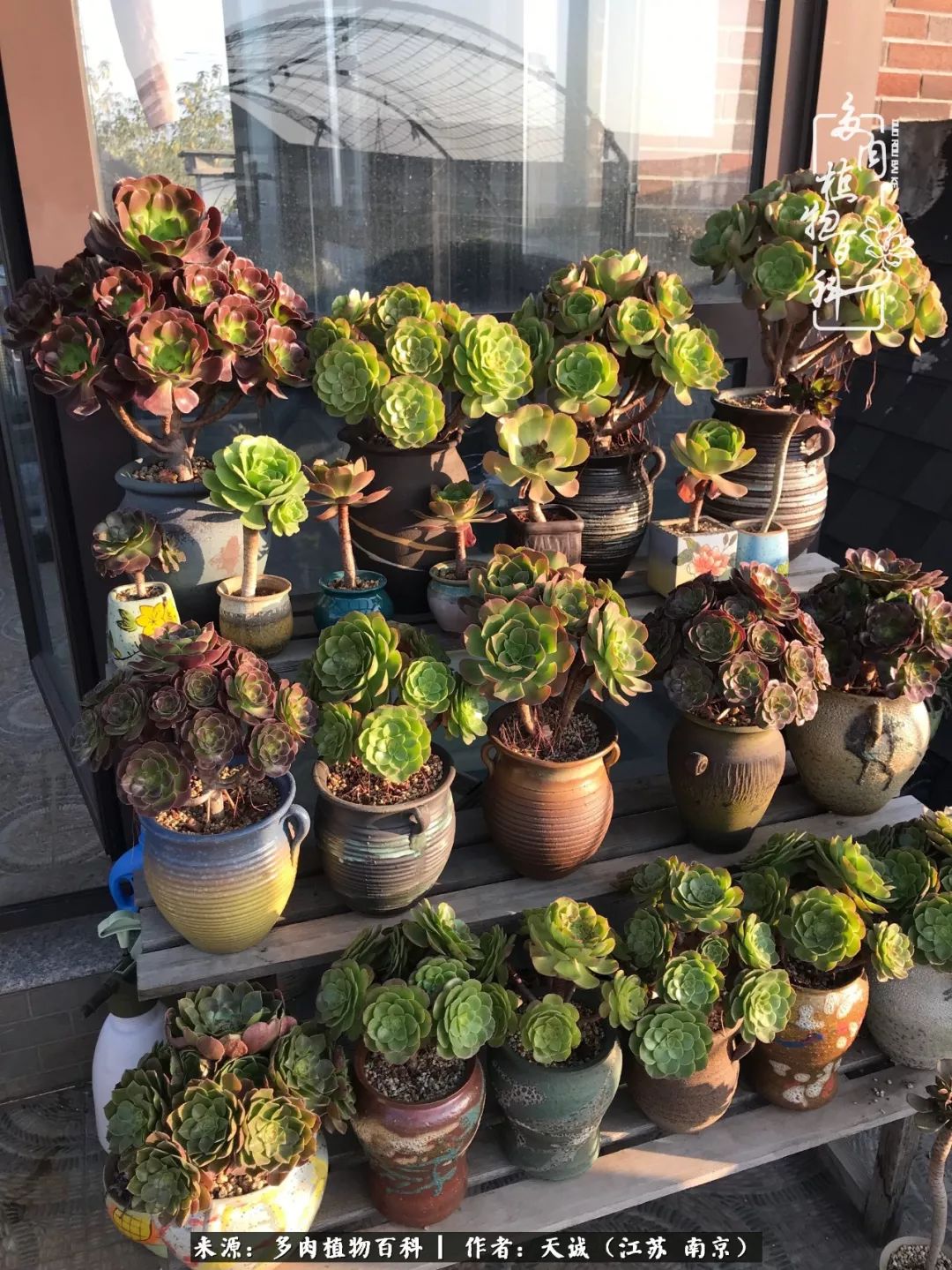 鍙拱瀵圭殑涓嶄拱璐电殑灏忔牱,鍙拱瀵圭殑涓嶄拱璐电殑鍥剧墖灞曠ず