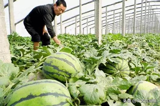 西瓜几毛钱卖不出去,瓜农卖西瓜为何才2毛一斤