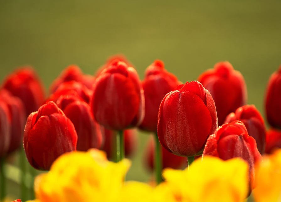 为看郁金香飞一趟荷兰？无锡人说：别傻了！来无锡梅园吧