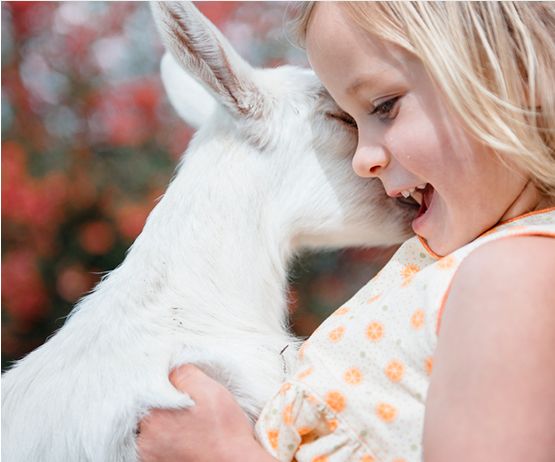 羊奶粉突然来袭,羊奶粉已成为超百亿的品类