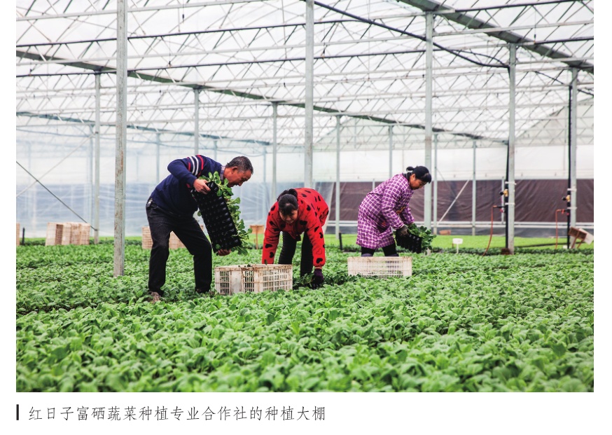 订单农业助种植大户增产增收,订单农业提高农村种粮积极性