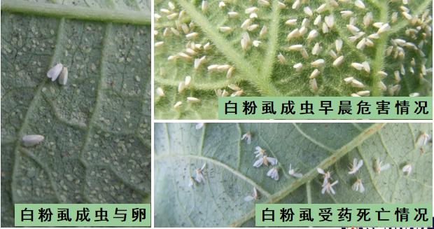 西红柿转色慢怎么解决,西红柿转色的最佳温度