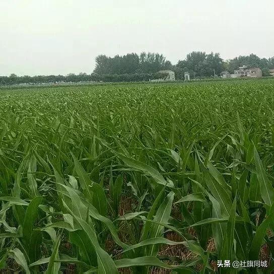 南阳玉米地航拍,南阳社旗玉米地风景