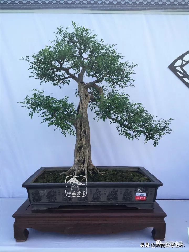 骞哥涔呬箙鐢滅敎铚滆湝,骞哥涔呬箙