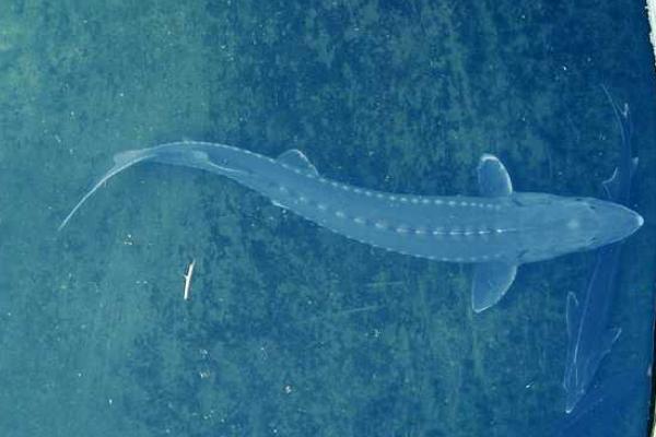 养殖鲟鱼要什么条件,养殖鲟鱼的必要要点