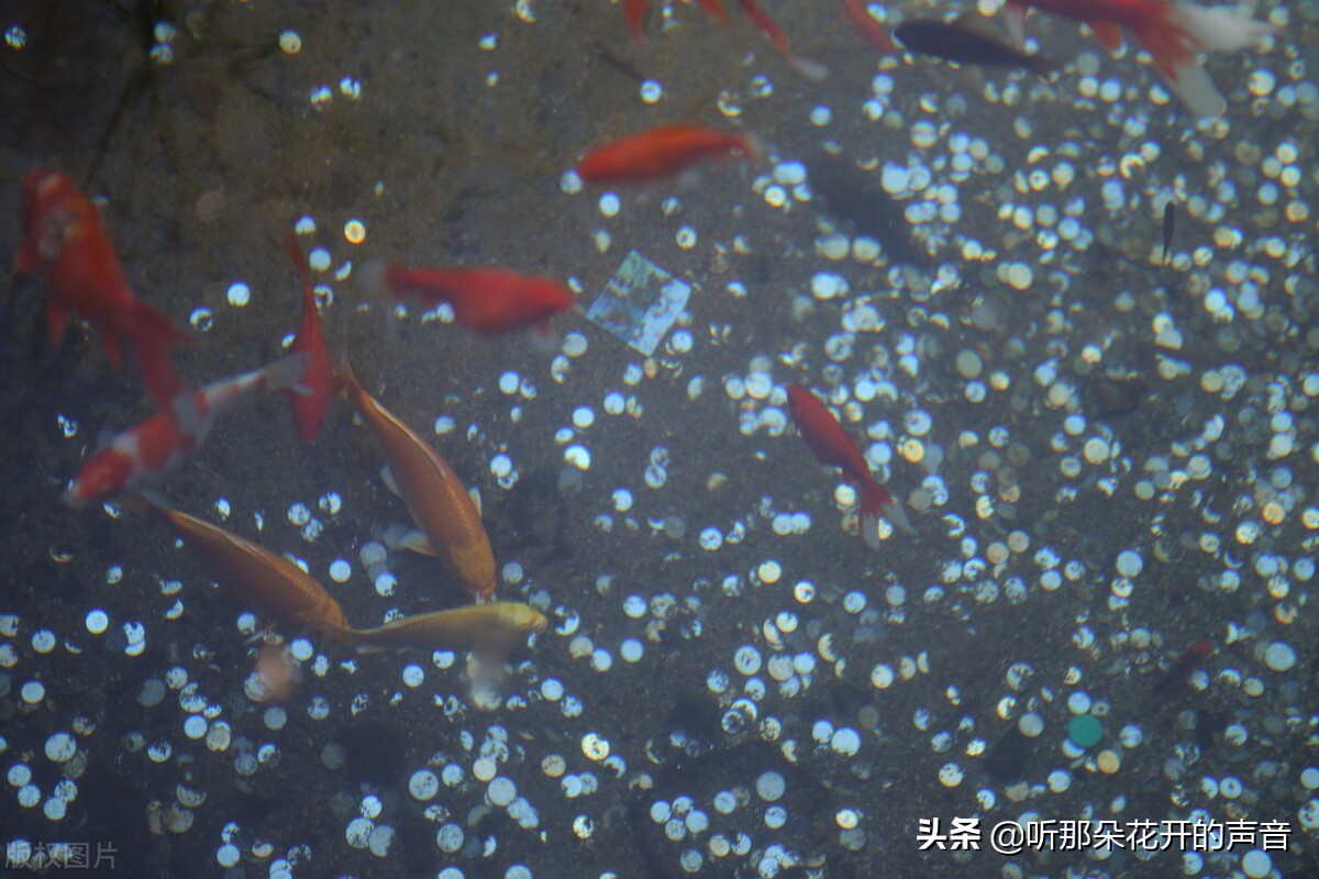 一念远方，一忆故土，两行泪