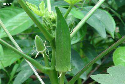 教你种秋葵,海南种秋葵每亩利润多少