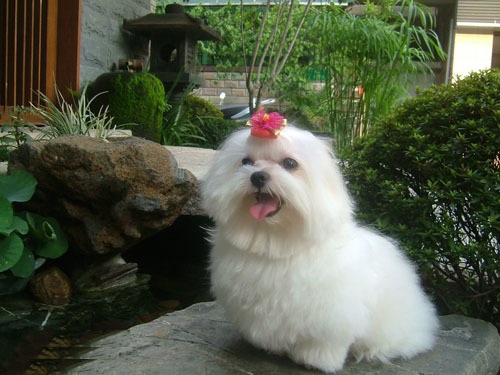 马尔济斯犬饲养技巧,马尔济斯犬优点和缺点图片