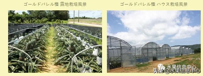 日本进口的菠萝,日本菠萝