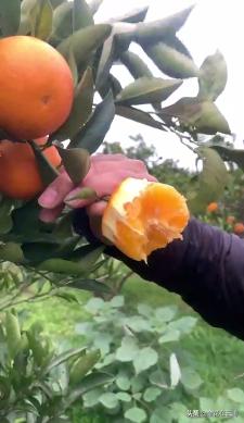 临近年关吃东西容易上火，就让这款小甜橙拯救一下