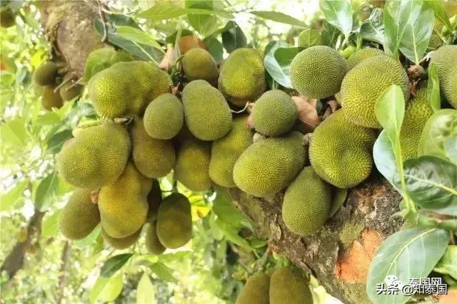 这种“亚洲贫民水果”，竟让泰印英三国爆发了“键盘口水战”
