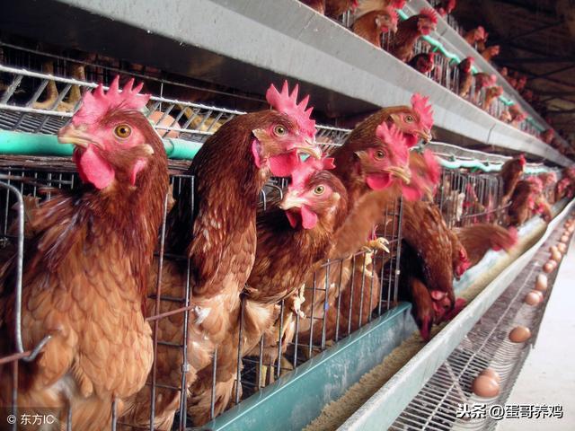 鸡气管堵塞的最佳解决办法,散养鸡支气管堵塞怎么办