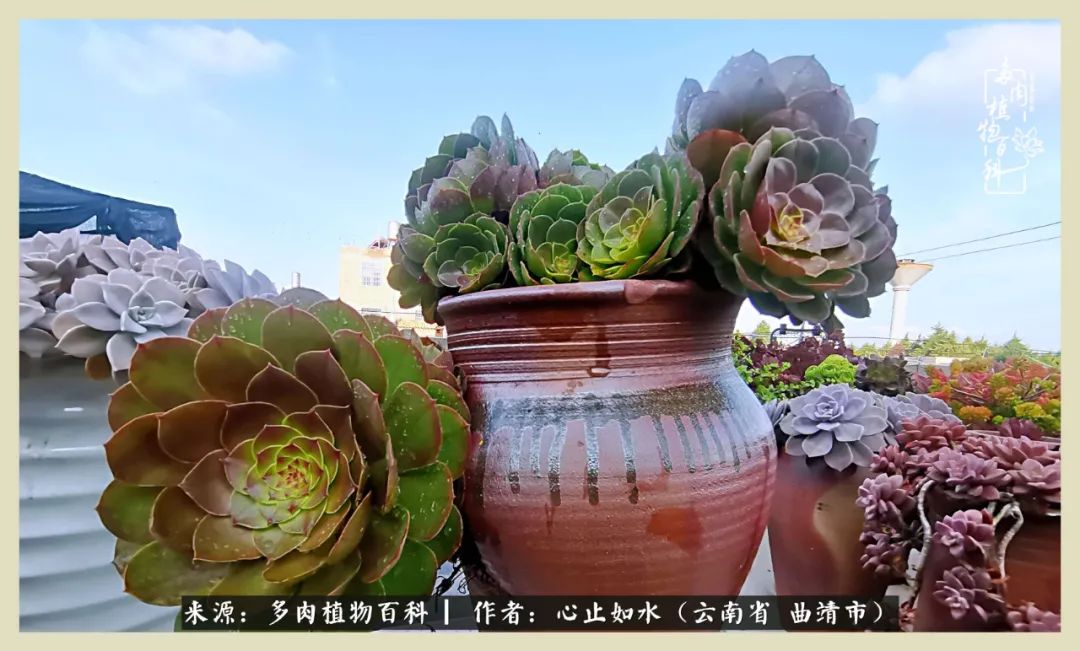 感谢陪伴感恩所有的遇见,让每个人都能感受到多肉的美好