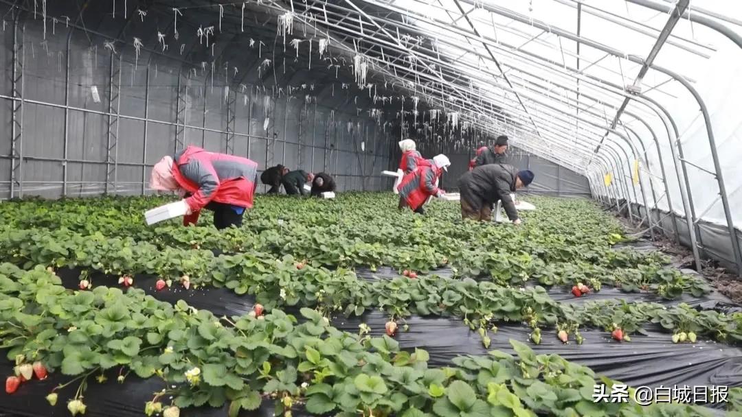 黎明村农业生态园,黎明村值得投资吗