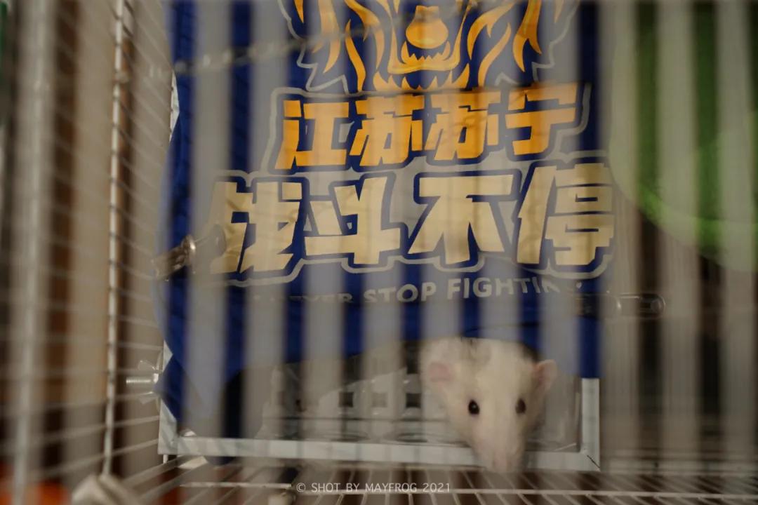 「清明特辑」零首付！月供2块2！江苏队的头七日我尽了绵薄之力