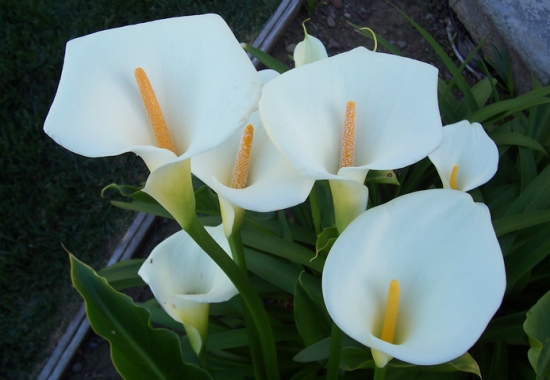 花寓意送花指南,送什么花寓意前程似锦