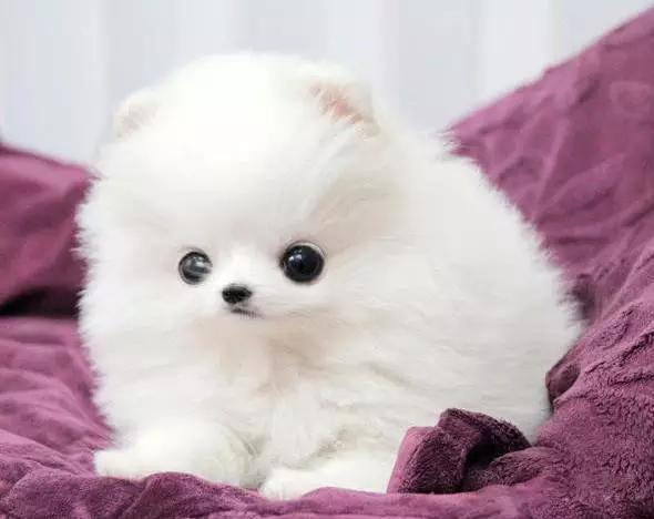 45种狗狗,45种狗类