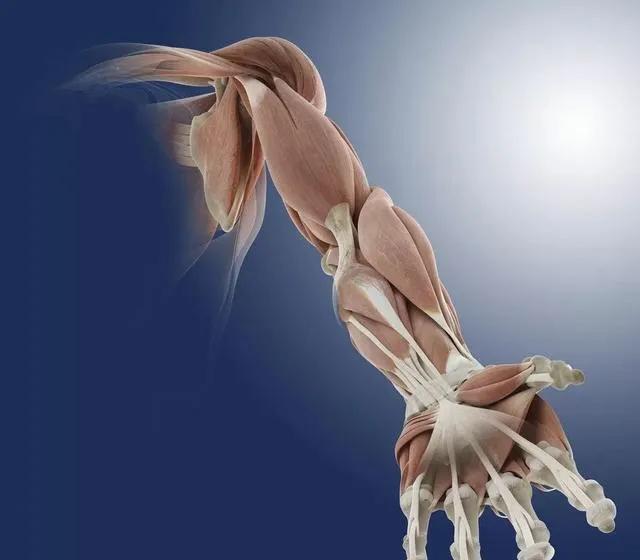 腹股沟韧带拉伤多少钱,腹股沟韧带拉伤自测方法