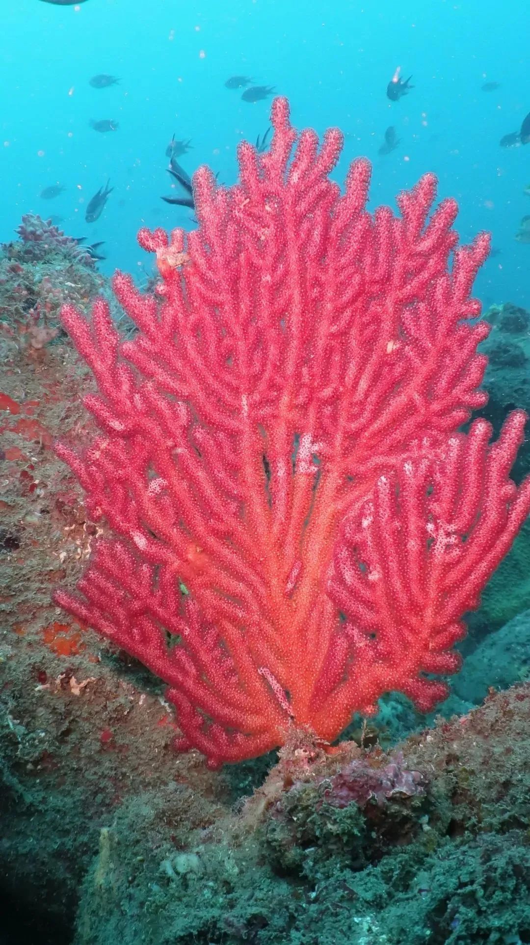 厦门不止鼓浪屿,厦门不止有海还有茉莉花