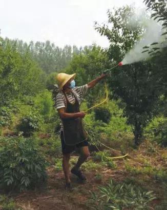 樱桃树的栽培和管理,樱桃树全年管理详细讲解