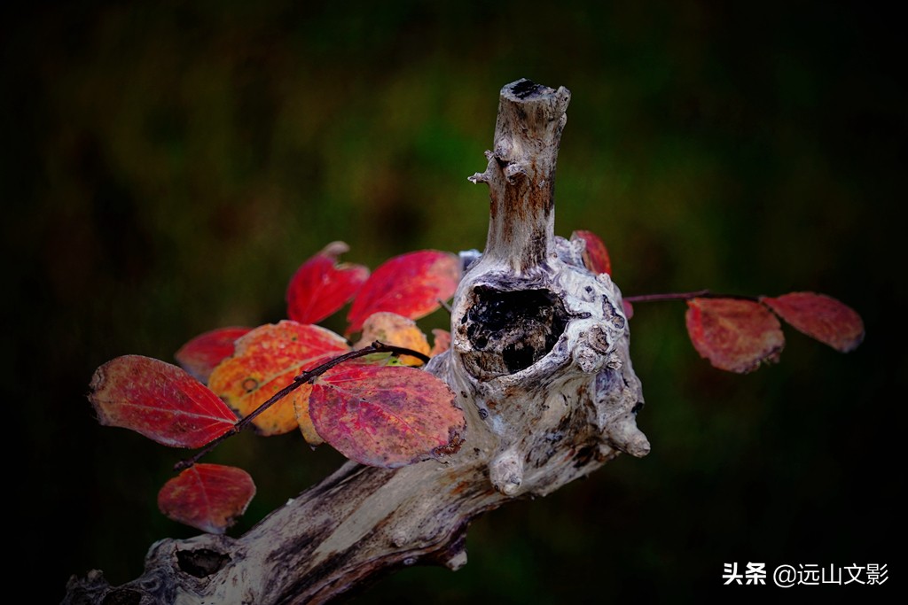 索尼黑卡二怎么拍,索尼黑卡2大光圈拍视频