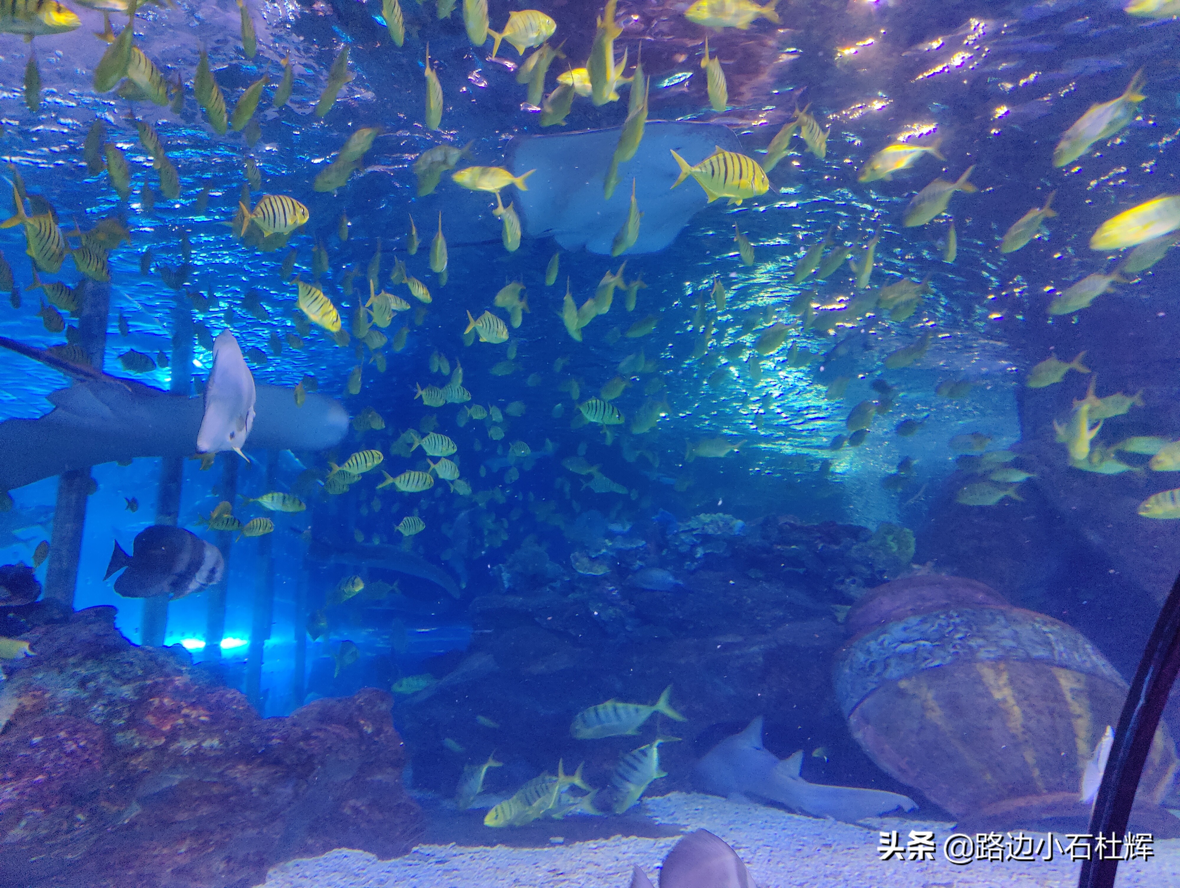 北京海洋馆游玩一览表,北京太平洋海洋馆海底世界