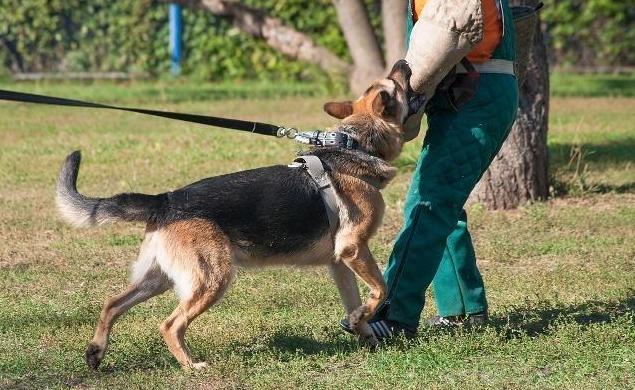 遇到准备挨攻击的狗怎么办,遇到狗攻击怎么对付